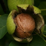 Kada orah počinje da daje plod?